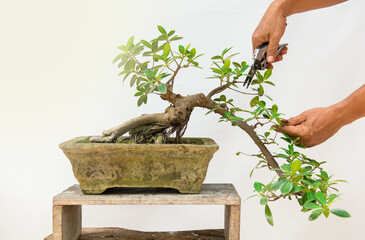 He is using pruning shears to shape the bonsai into a beautiful shape.