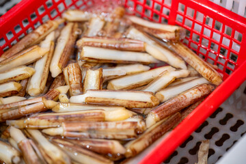 Fresh Razor Clams in a Red Basket Ready for Market or Cooking