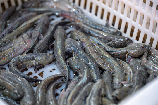 Fresh Loaches in a Plastic Basket, Displayed for Sale at a Market
