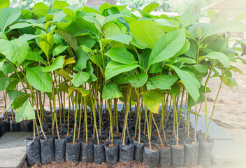 Many saplings are in nursery bags for reforestation.