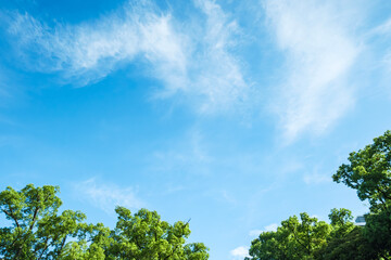春、初夏、夏の晴天の森の木とさわやかな新緑の葉に太陽の強い日差しと木漏れ日　レンズフレア　夏休み・ゴールデンウィーク・観光・旅行・アウトドア・洗濯のイメージ背景