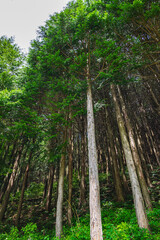見上げる森林の大木　木祖村 © kikisora