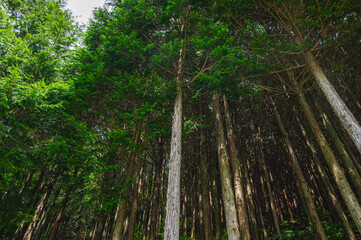 見上げる森林の大木　木祖村 © kikisora
