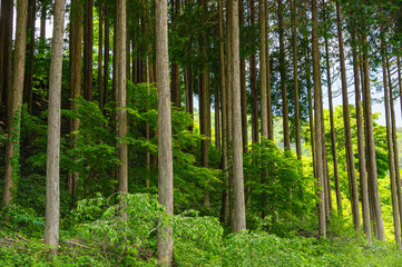 木祖村の森林風景　