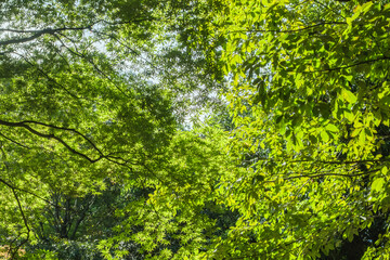 春、初夏、夏の晴天の森の木とさわやかな新緑の葉に太陽の強い日差しと木漏れ日　レンズフレアと七色のゴースト　夏休み・ゴールデンウィーク・観光・旅行・アウトドア・洗濯のイメージ背景