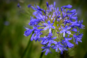 Purple Agapanthus flowers with blurred green background - horizontal