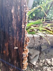 Rainy season fungi grow on brown logs.