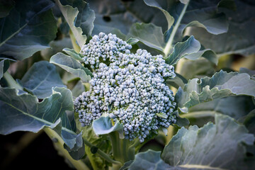 A broccoli head growing in a backyard vegetable patch - horizontal