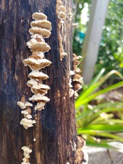 Rainy season fungi grow on brown logs.