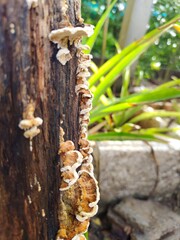 Rainy season fungi grow on brown logs.