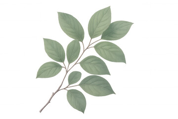Fototapeta premium Sprig with green leaves growing on a thin branch, isolated on transparent background, ideal for graphic projects