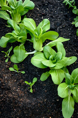 Choy sum growing in a vegetable patch