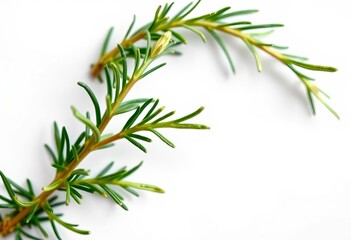 Obraz premium A sprig of rosemary, leaves vibrant green, isolated against a pure white backdrop, sprig, detail