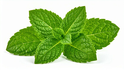 Close-up of fresh mint leaves, vibrant green and healthy.