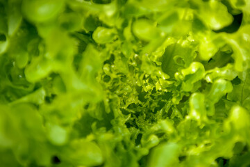 Fresh green lettuce leaves growing in a veggie patch - horizontal