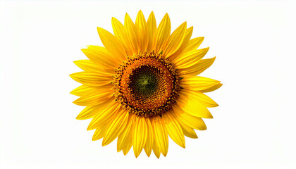 Obraz premium Close-up of a vibrant sunflower against a plain white background.