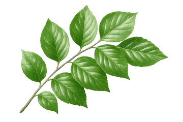 Fototapeta premium Green foliage growing densely on slender branch, showcasing natural vitality against clean transparent backdrop