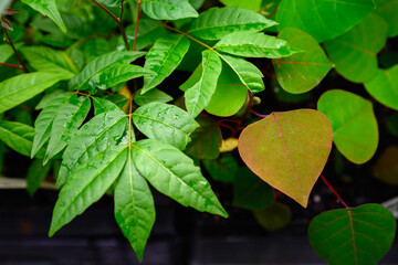Various shaped green leaves on a dark background - horizontal