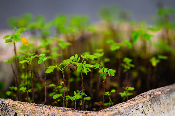 Seedlings in a nursery greenhouse - horizontal