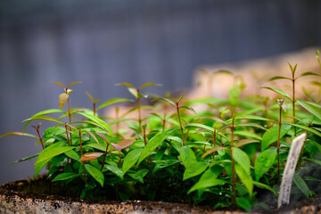 Seedlings in a nursery greenhouse - horizontal