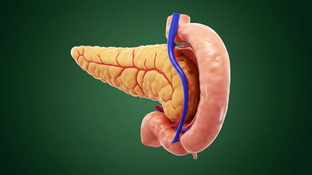 3D Medical Illustration of Digestive System Organs