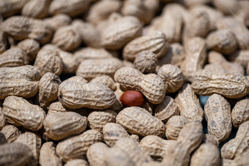 A Single Red-Shelled Peanut Among a Pile of Regular Peanuts