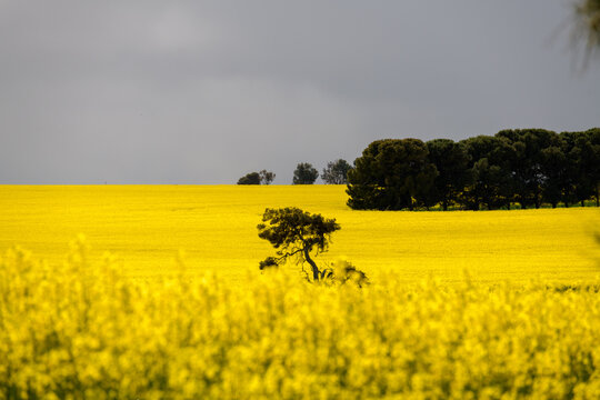 Yellow field of canola and tree in foreground, farming South Australia