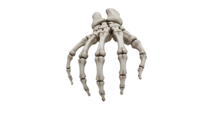 Anatomical illustration showcasing the skeletal structure of a human hand with detailed bone arrangement