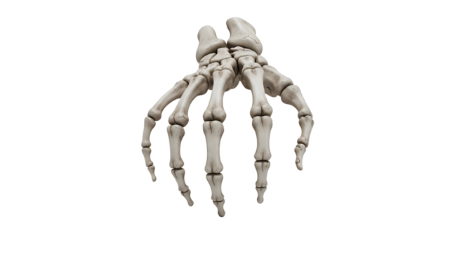Anatomical illustration showcasing the skeletal structure of a human hand with detailed bone arrangement