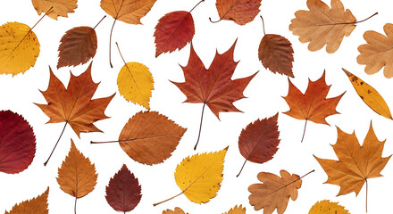 Assortment of colorful fallen leaves scattered on a bright surface in a flat lay arrangement