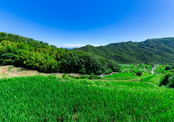 美しい田園風景