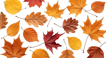Fototapeta premium Arrangement of various colorful autumn foliage with visible stems on a flat surface top down view