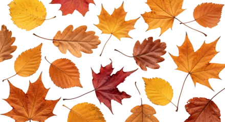 Arrangement of various colorful autumn foliage with visible stems on a flat surface top down view