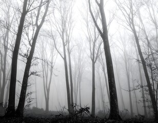 Obraz premium Misty forest at dawn