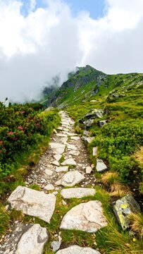 Mountain path through lush greenery