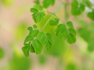 食用の木　モリンガの葉