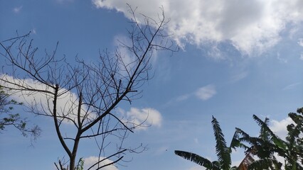 Dry tree and bright blue sky with white clouds, perfect for design backgrounds, nature blogs, or eco-branding. Ideal for designers and creators.