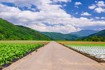 農道わきに広がる野菜畑　木祖村