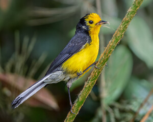 Golden-fronted Redstart