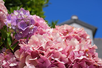 Fototapety na wymiar - Fototapeta24.pl