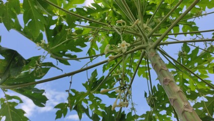 Low-angle shot of a papaya tree (Carica papaya) showing its tall trunk, green leaves, and small flowers against a blue sky. Perfect for illustrating tropical agriculture, botany, food sources, natural