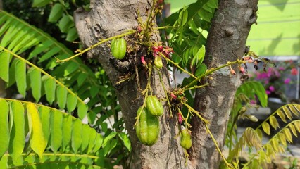 Close-up photo of bilimbi fruit (Averrhoa bilimbi) growing directly on the tree trunk with fresh...