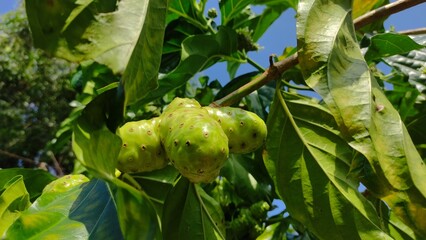 Close-up photo of noni fruit (Morinda citrifolia) on a tree with green leaves under natural sunlight. This image is perfect for illustrating herbal medicine, organic farming, health supplements