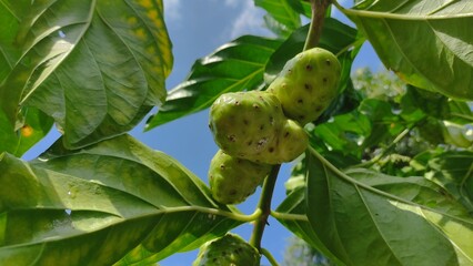 Close-up photo of noni fruit (Morinda citrifolia) on a tree with green leaves under natural...