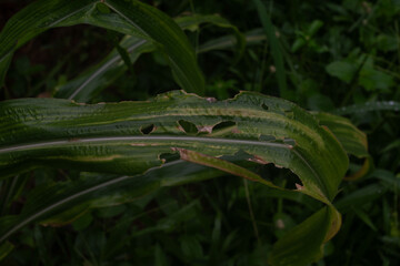 Corn leaves of a farmer who makes corn flour that have been eaten by corn leaf insects
