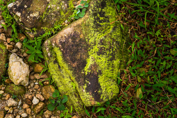 texture formed by green moss growing on the surface of forest stones
