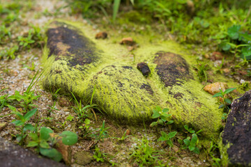 texture formed by green moss growing on the surface of forest stones