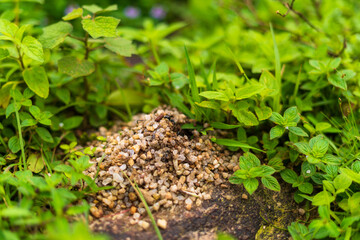 Ant house in the grass
