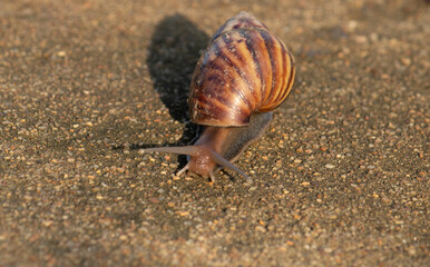 A macro close-up photo of a garden snail crawling towards the camera on a sandy ground under the sunlight.