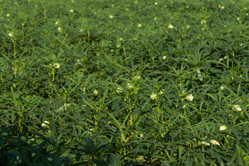 A photo of an agricultural field of blooming okra plants stretching into the distance.